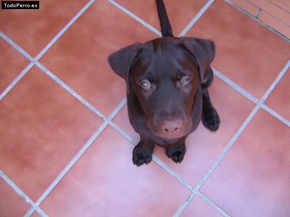 La foto del perro