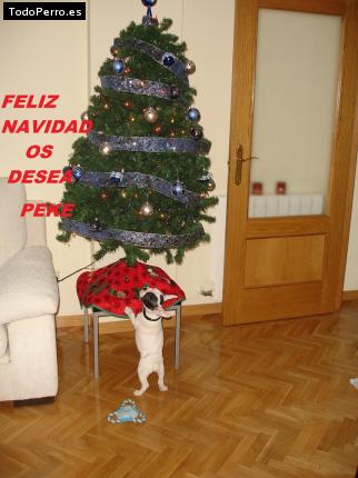 La foto del perro
