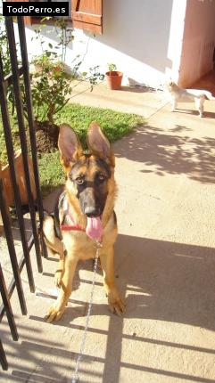 La foto del perro