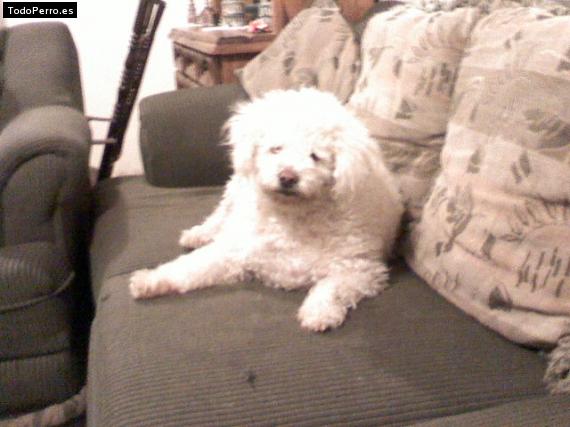 La foto del perro