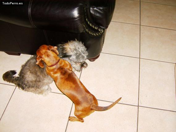 La foto del perro
