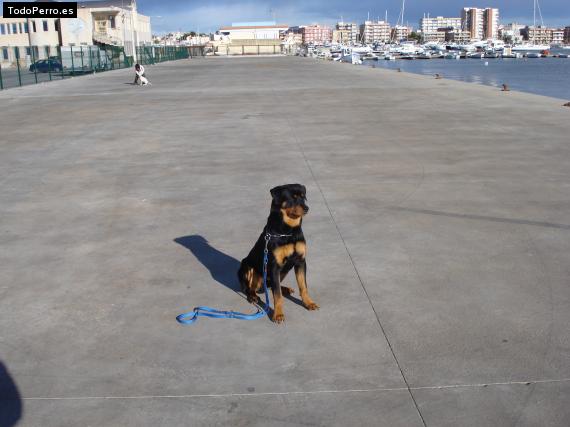 La foto del perro