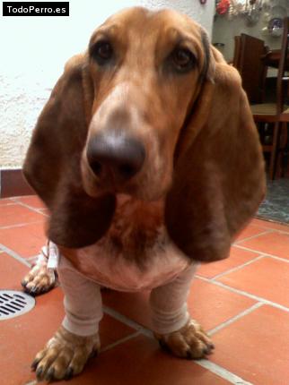 La foto del perro