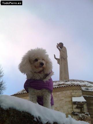 La foto del perro