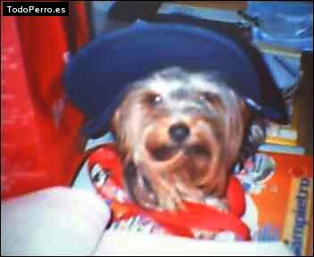 La foto del perro