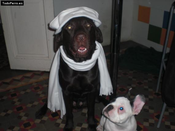 La foto del perro