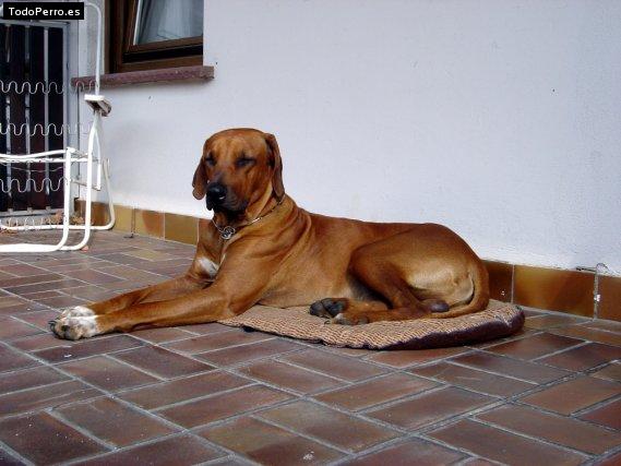 La foto del perro