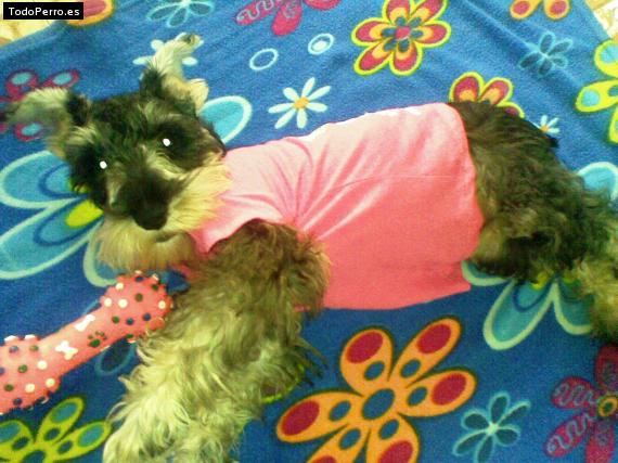 La foto del perro