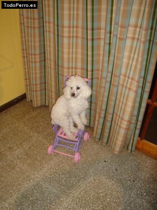 La foto del perro