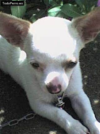 Foto del perro Cachita