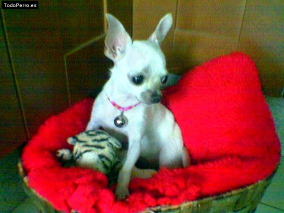 La foto del perro