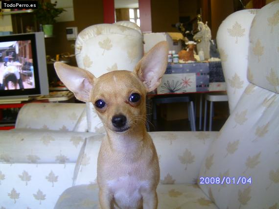 La foto del perro
