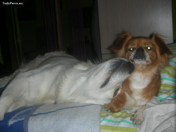 La foto del perro