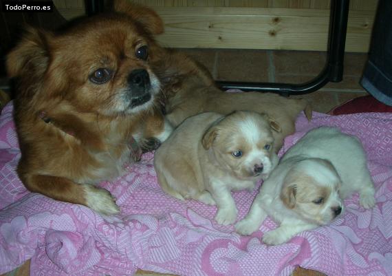 Foto del perro Chispy