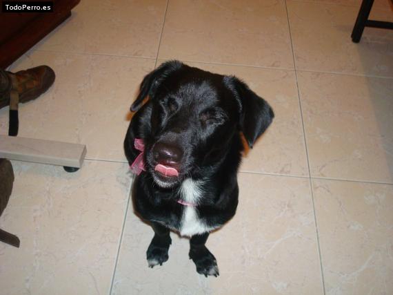Foto del perro Shammy