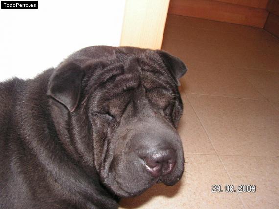 La foto del perro
