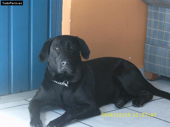 La foto del perro