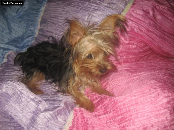 La foto del perro