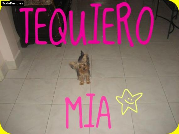 La foto del perro