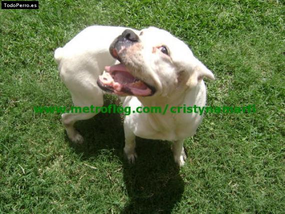 La foto del perro