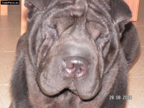 La foto del perro