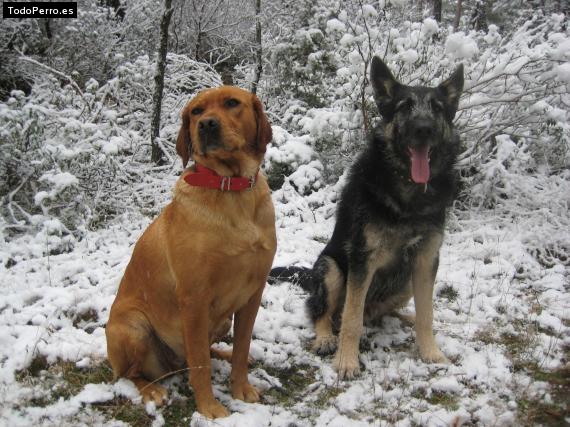 La foto del perro