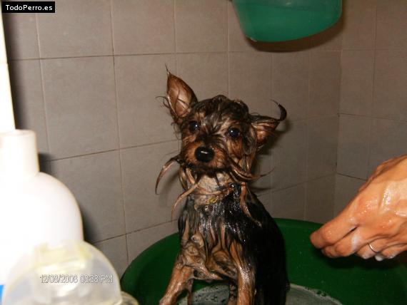 La foto del perro
