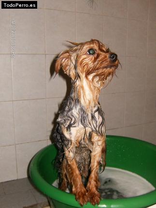 La foto del perro