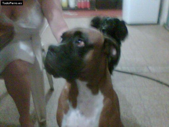 La foto del perro