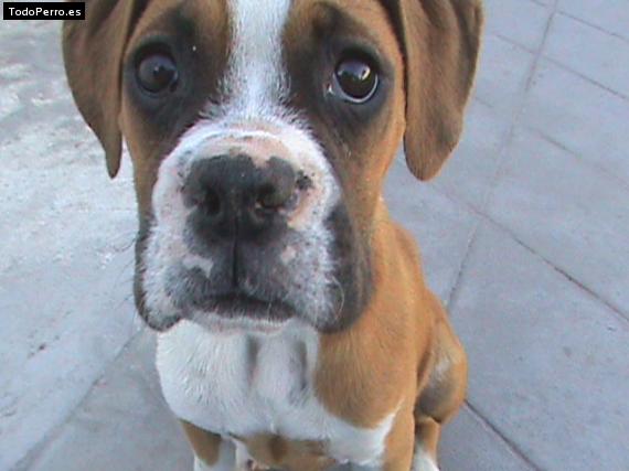 La foto del perro