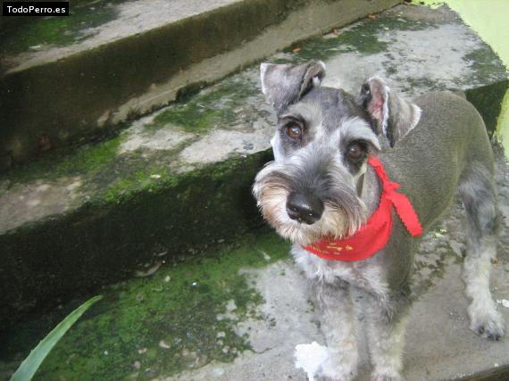 La foto del perro