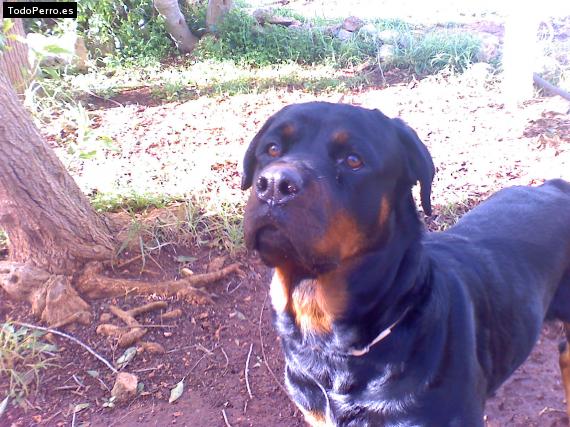 La foto del perro