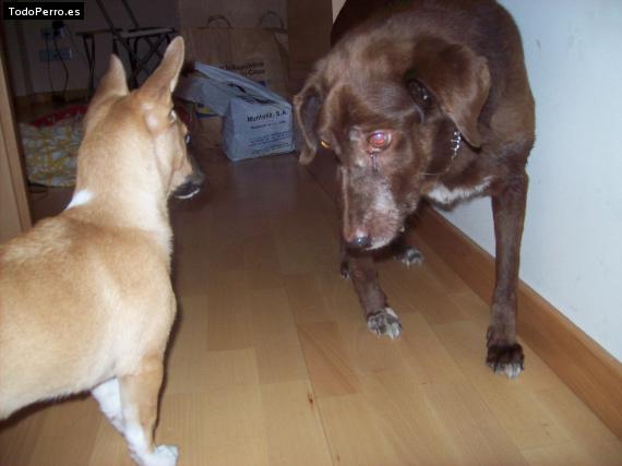 La foto del perro