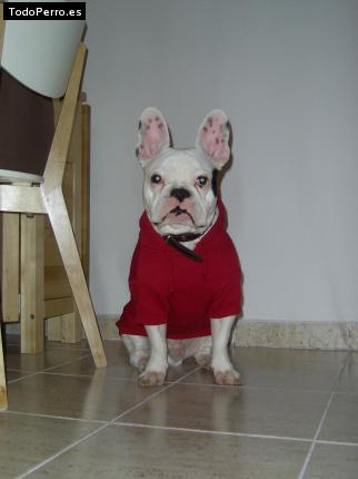 La foto del perro