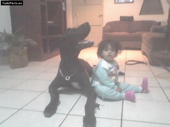 La foto del perro