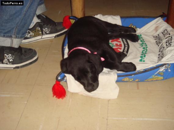 La foto del perro