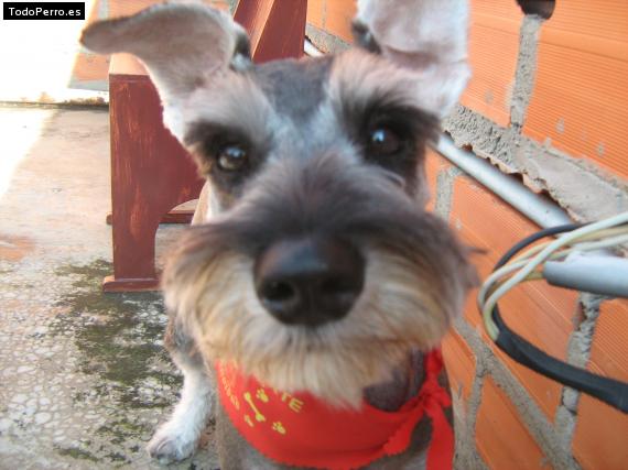 La foto del perro