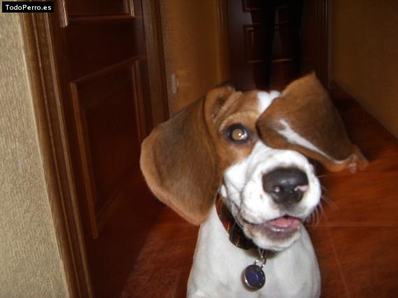 La foto del perro