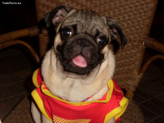La foto del perro