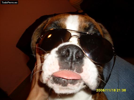La foto del perro