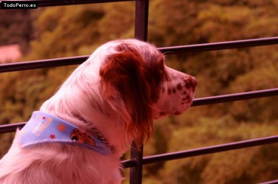 La foto del perro