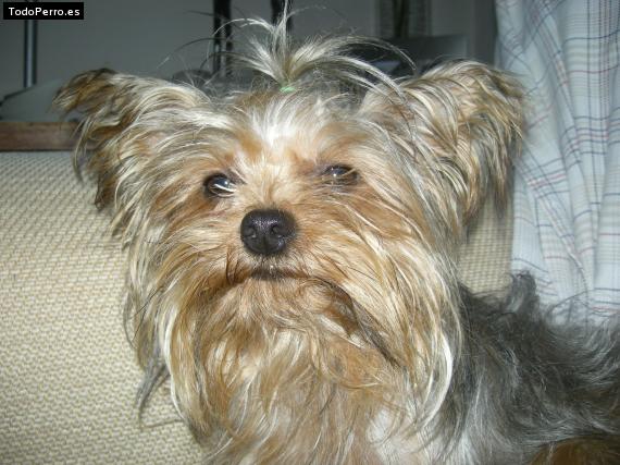 La foto del perro