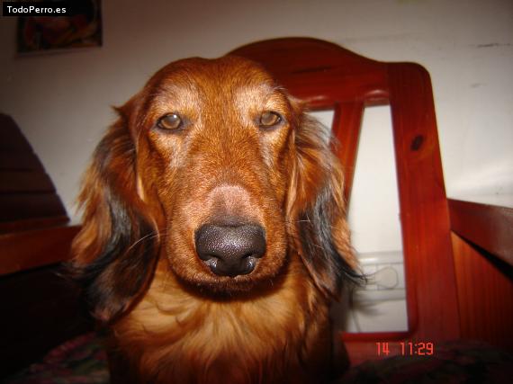 La foto del perro