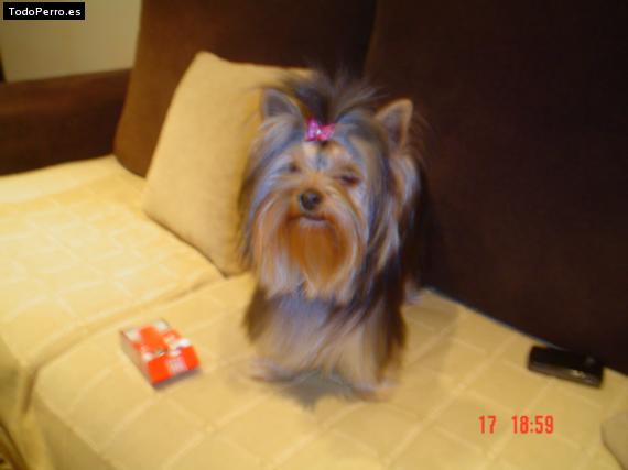 La foto del perro