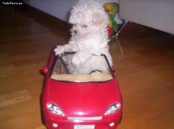 La foto del perro