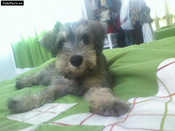 La foto del perro