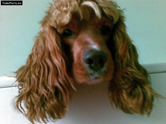 La foto del perro