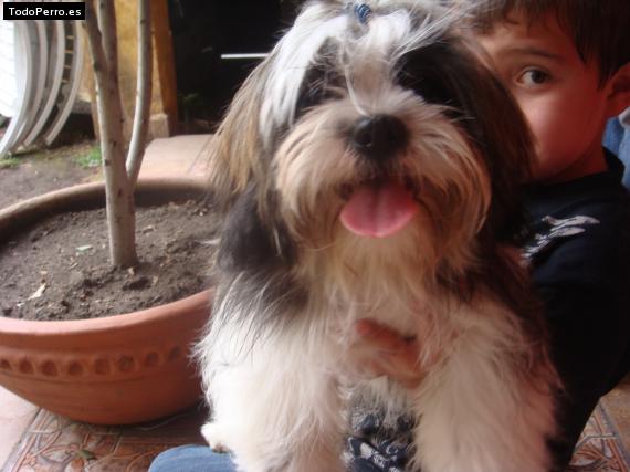 La foto del perro