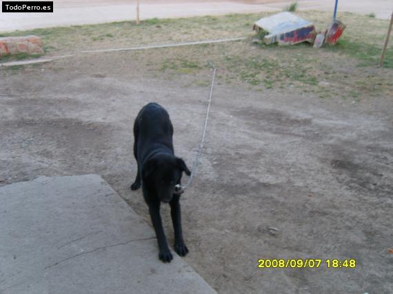 La foto del perro