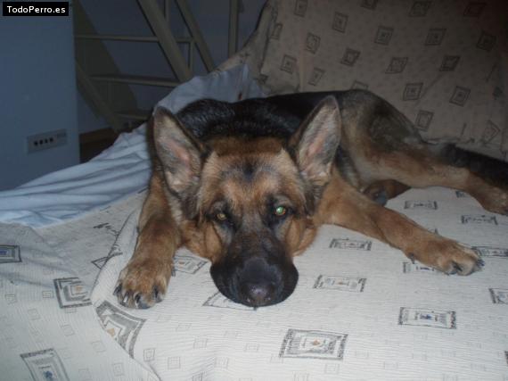 La foto del perro